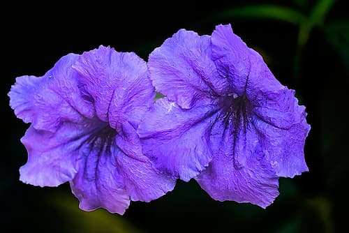 Purple Mexican petunia, Waikiki, Honolulu, Oahu, Hawaii. Originally from Mexico. Invasive species. Art Print